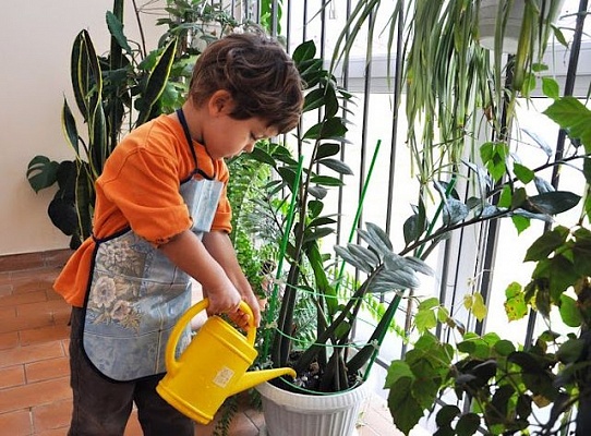Дошколята ухаживают за комнатными растениями