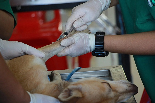 В Сосенском продолжается выездная вакцинация животных