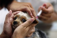 Вакцинация животных на мобильных пунктах в Сосенском продолжится в октябре