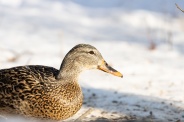 Рекомендации по проведению подкормки водоплавающих птиц, обитающих на водоемах в холодное время года