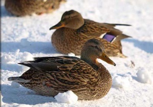 Согласно переписи водоплавающих птиц, в этом году в столице зимуют 9 тысяч крякв