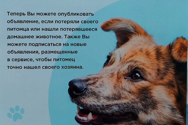 На портале mos.ru появился сервис для поиска потерявшихся домашних животных