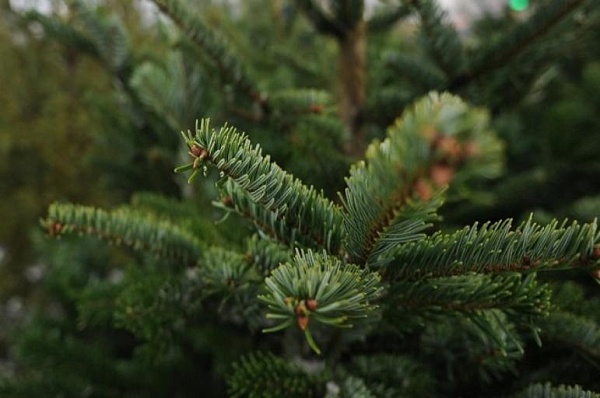 Более девяти тысяч елок сдали москвичи на утилизацию после Нового года