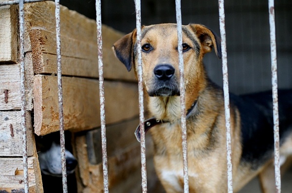 Порядка 70 бездомных собак отловлено на территории Сосенского в этом году