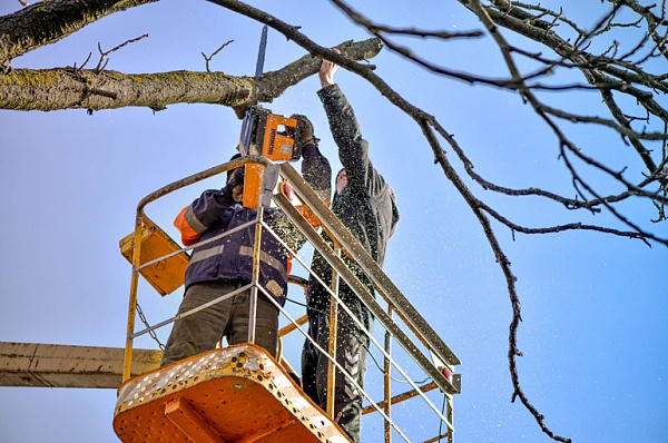 В Сосенском завершились работы по вырубке аварийных и сухостойных деревьев