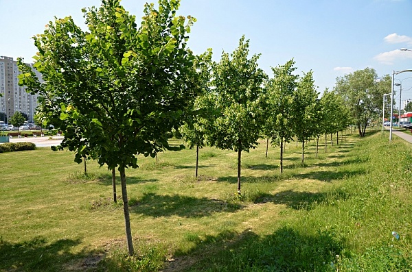Почти 7,5 тысячи деревьев высадили в рамках проекта «Наше дерево»
