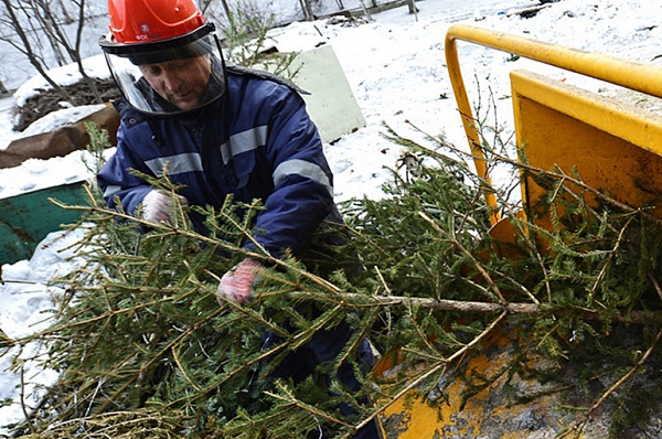 Сдать новогодние елки на переработку можно на улице Александры Монаховой