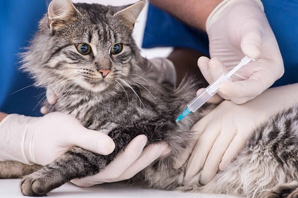 Мобильные пункты вакцинации животных от бешенства открываются в Сосенском 2 марта