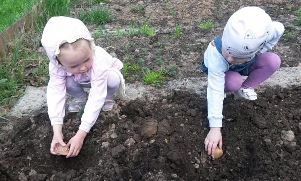 В детском саду Сосенского вырос огород