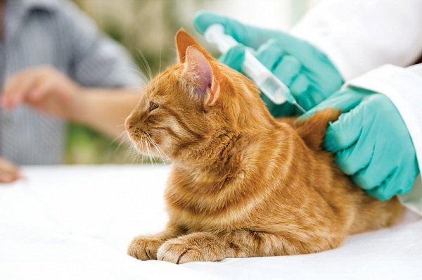 Выездная вакцинация домашних животных в Сосенском продолжится в апреле 