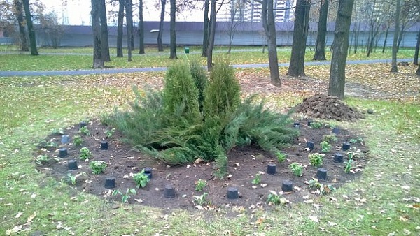 В поселке Коммунарка высадили 5 клумб с вечнозелеными деревьями