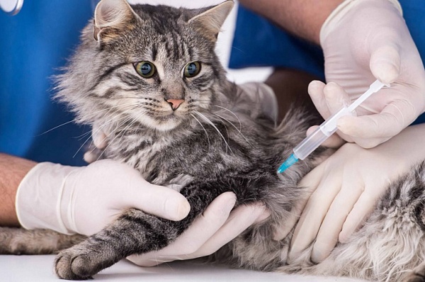 Кампания по выездной вакцинации домашних животных от бешенства в Сосенском начнется в марте