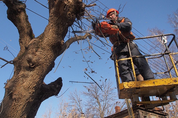 В Сосенском проведут работы по удалению сухостойных деревьев и веток