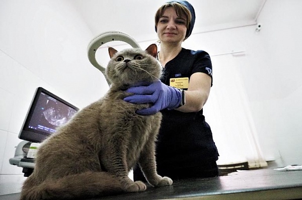 Жителям Москвы рассказали о ветеринарных сервисах на портале мэра столицы