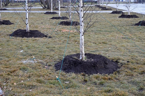 Прием заявок на высадку именных деревьев в Москве продлится до 15 июня