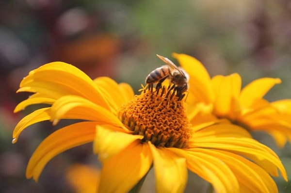 Жители столицы смогут проверить знания о пчелах в ходе тематического экодиктанта