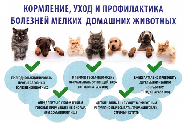 Ветеринары напомнили москвичам о правилах содержания домашних животных